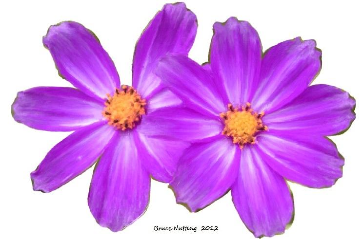 Violet Asters Painting