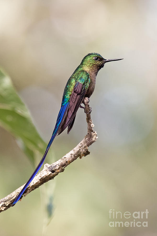 Violet-tailed Sylph #2 Photograph by Jean-Luc Baron