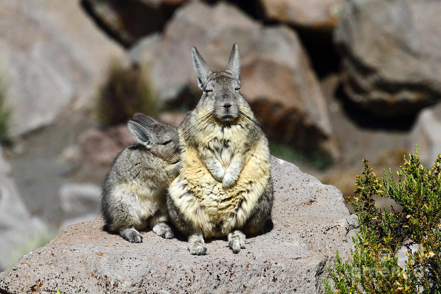 Viscacha Love #2 Photograph by James Brunker