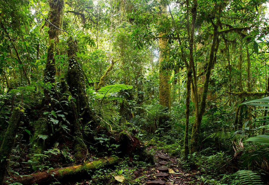 Vistas of Los Quetzales Photograph by JP Lawrence | Fine Art America