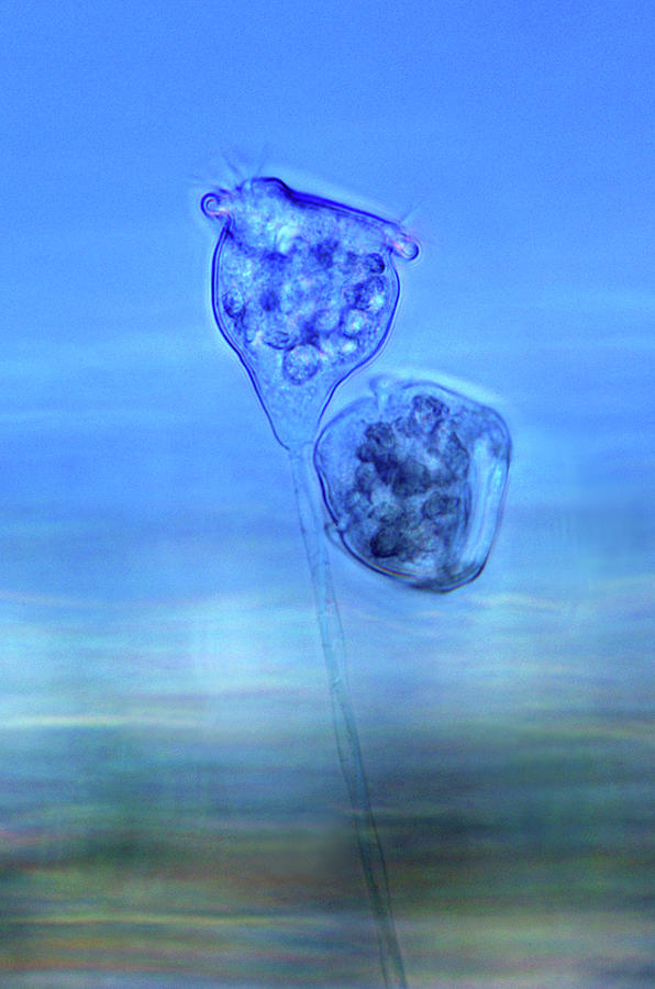Nature Photograph - Vorticella Protozoa #2 by Marek Mis