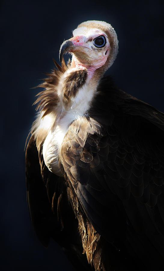 Vulture Photograph By Paulette Thomas - Fine Art America