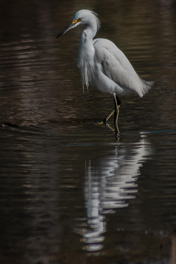 Little Blue Heron Photograph - Walking Slowly by Charles Moore Little Blue Heron Photograph - Walking Slowly by Charles Moore