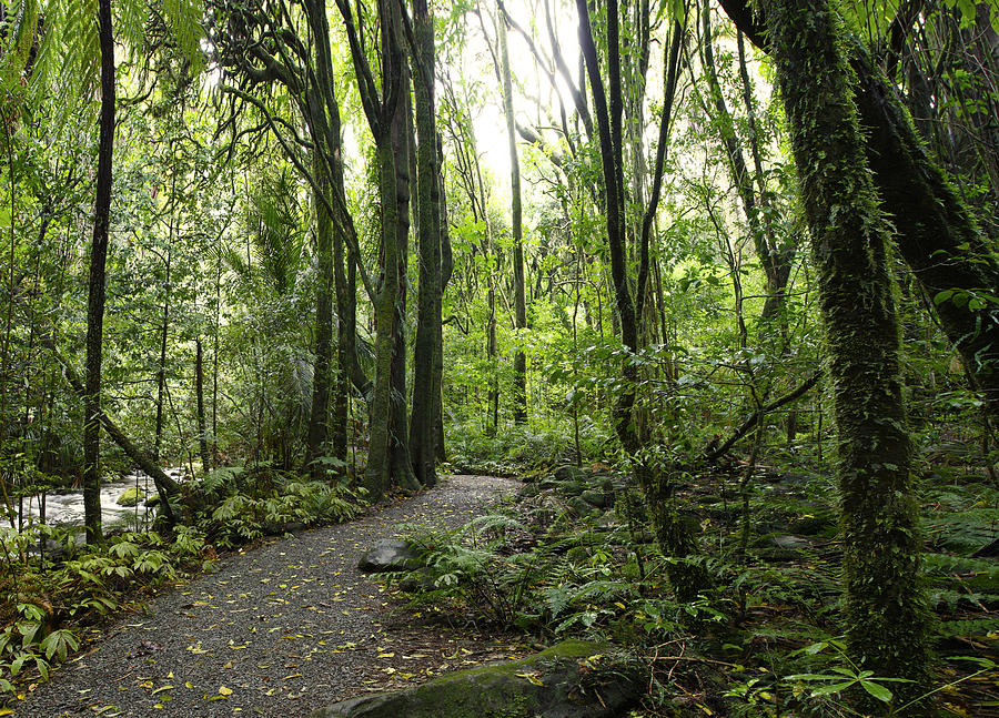 Jungle Photograph - Walking trail #2 by Les Cunliffe
