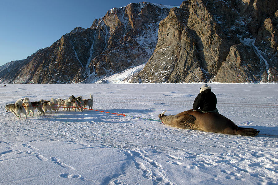 Walrus Hunting Photograph By Louise Murray Fine Art America