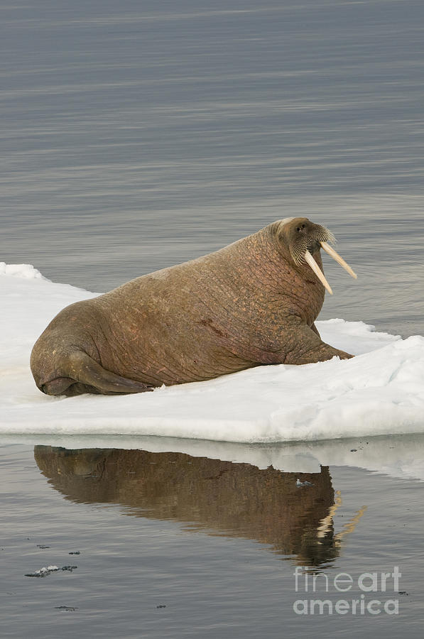 Walrus On Ice Floe #2 Photograph by John Shaw