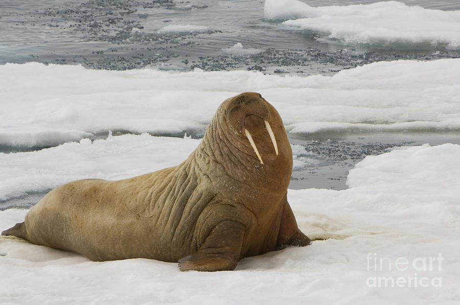 Walrus Resting On Ice Floe #2 Photograph by John Shaw