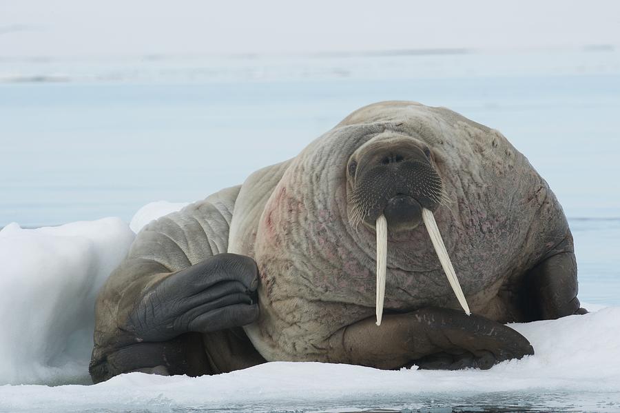 Nature Photograph - Walrus #2 by Science Photo Library