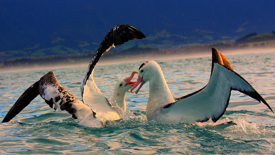 Wandering Albatross #2 Photograph by Amanda Stadther