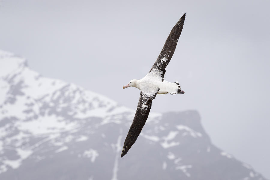 wandering albatross nesting behavior