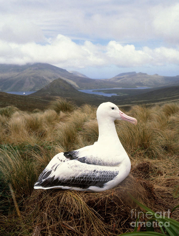 Wandering Albatross Photograph by Hans Reinhard - Fine Art America