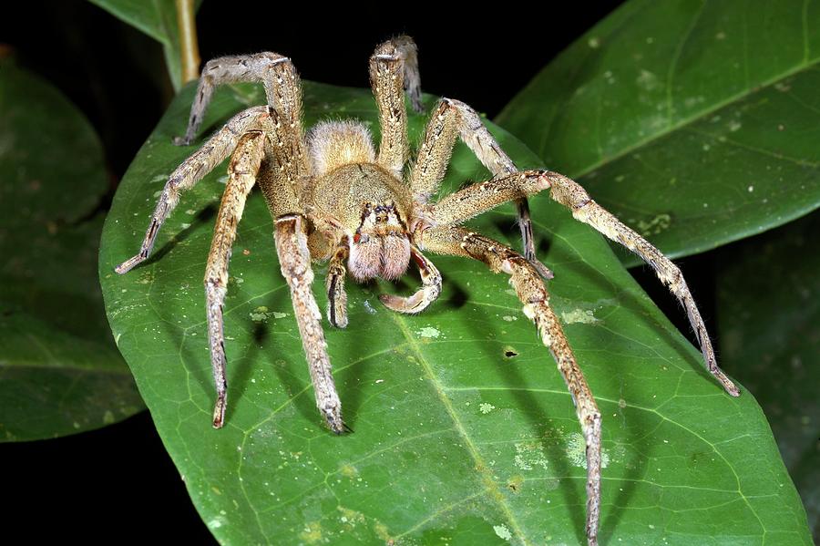 what does a wandering spider look like