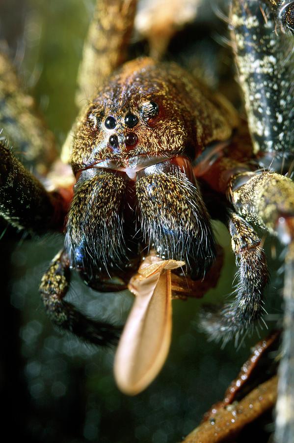 wandering spiders food