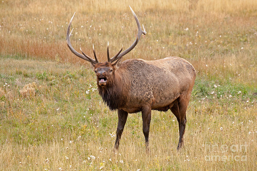 Wapiti Elk Bugling in Rocky Mountain National Park #2 Photograph by Fred Stearns