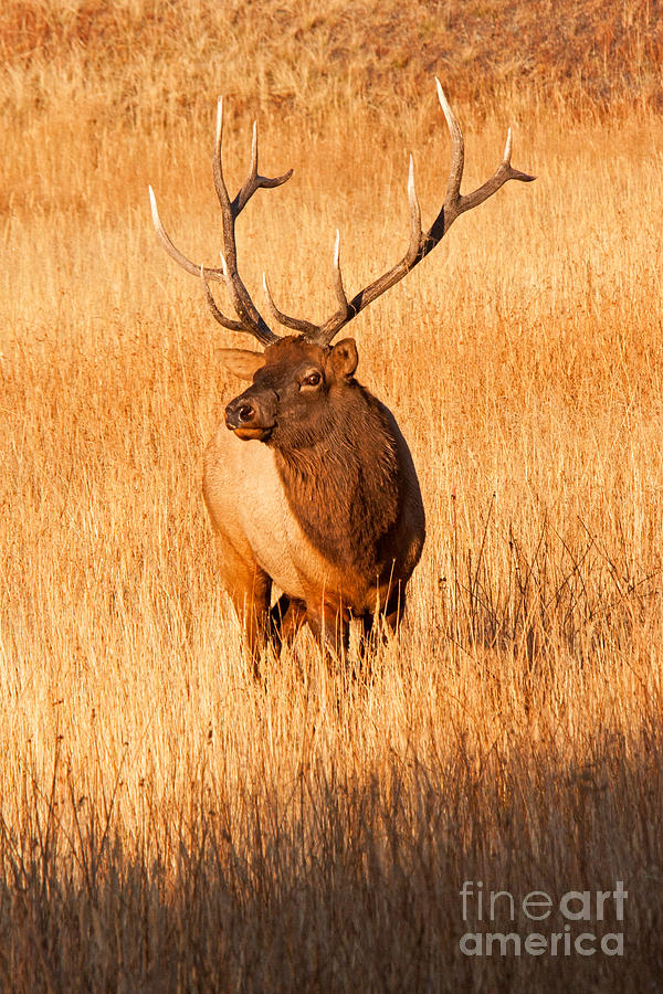 Wapiti Elk Bull in Yellowstone National Park #2 Photograph by Fred Stearns