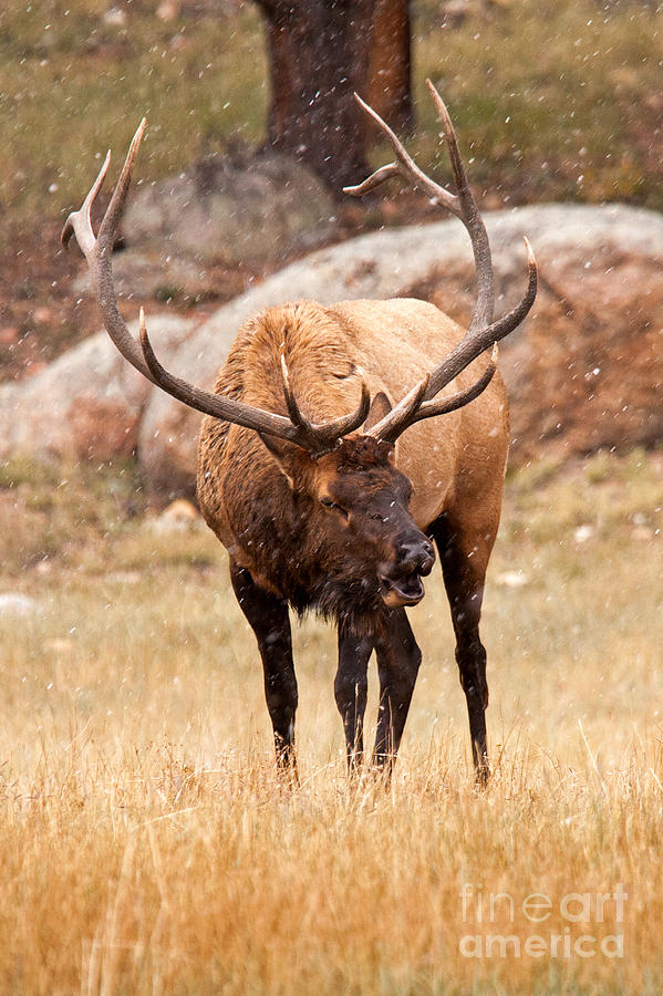 Wapiti Elk in Rocky Mountain National Park #2 Photograph by Fred Stearns