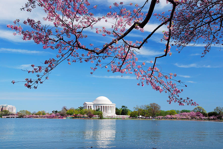 Washington DC Cherry Blossom #2 Photograph by Songquan Deng