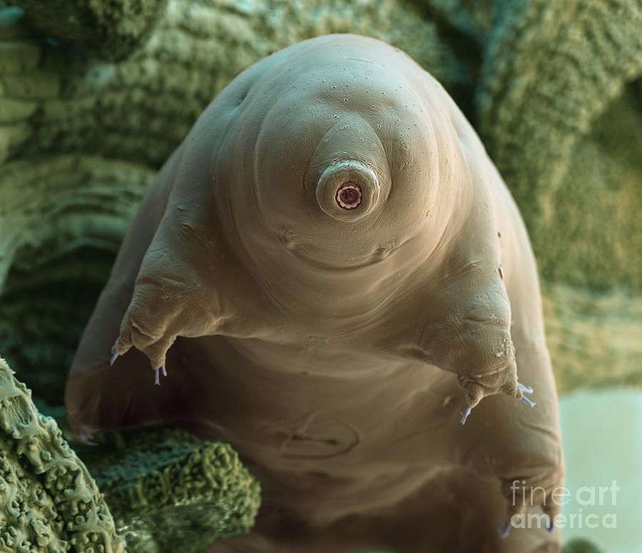 Water Bear Or Tardigrade #3 Photograph by Eye of Science