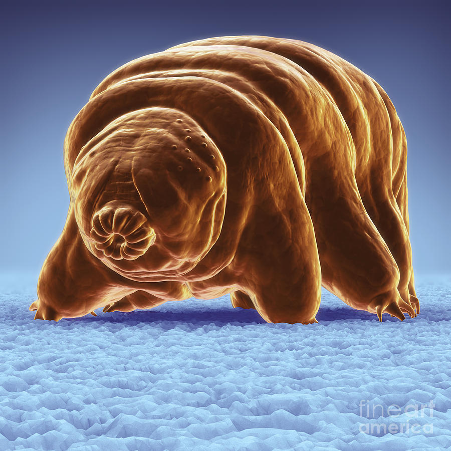 Animal Photograph - Water Bear Tardigrades #2 by Science Picture Co