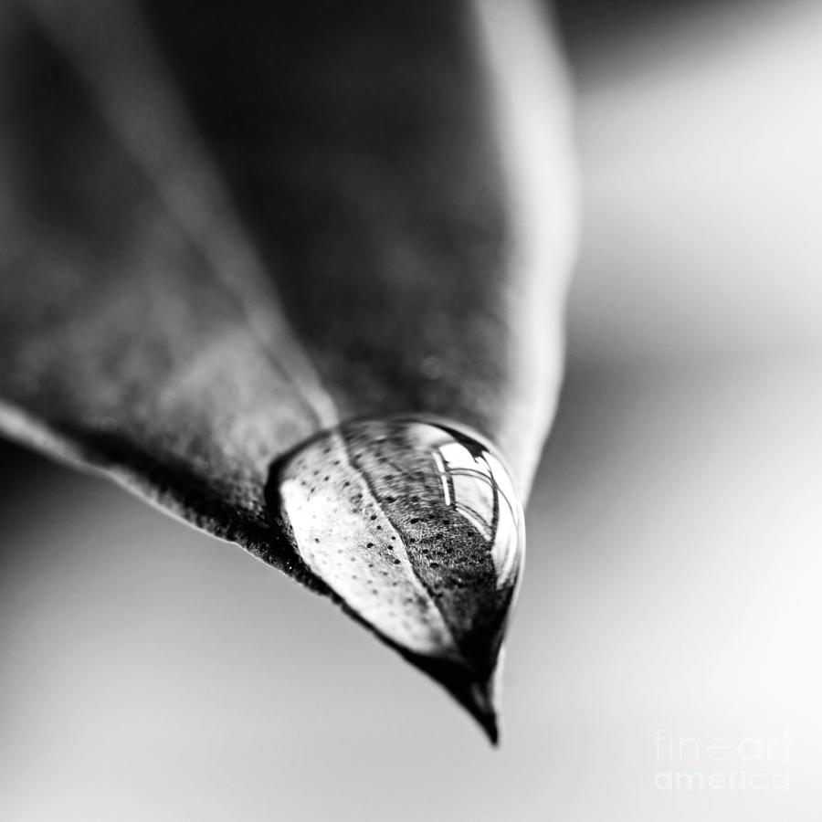 Nature Photograph - Water drop on leaf 1 by Elena Elisseeva