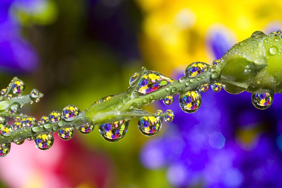 Water Drops On A Flower Stem #2 Photograph by Craig Tuttle