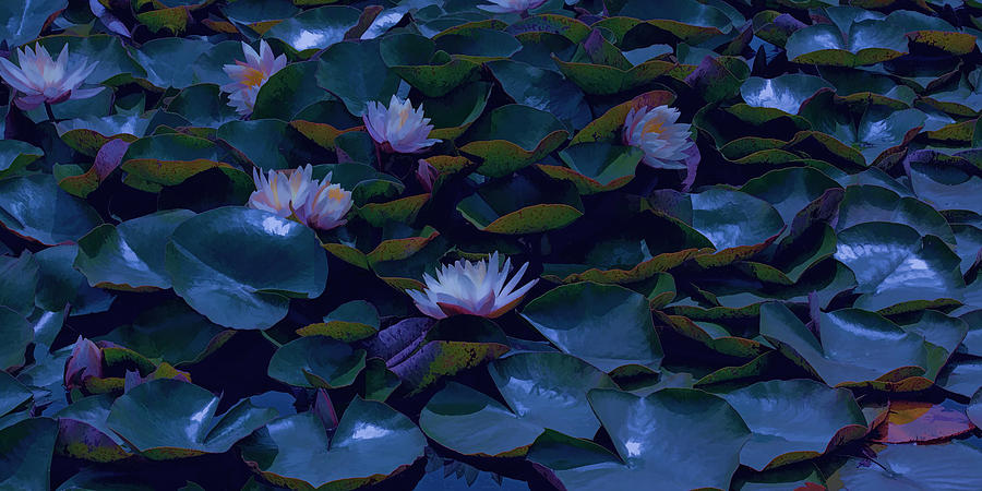 Water Lilies #2 Photograph by Bonnie Bruno