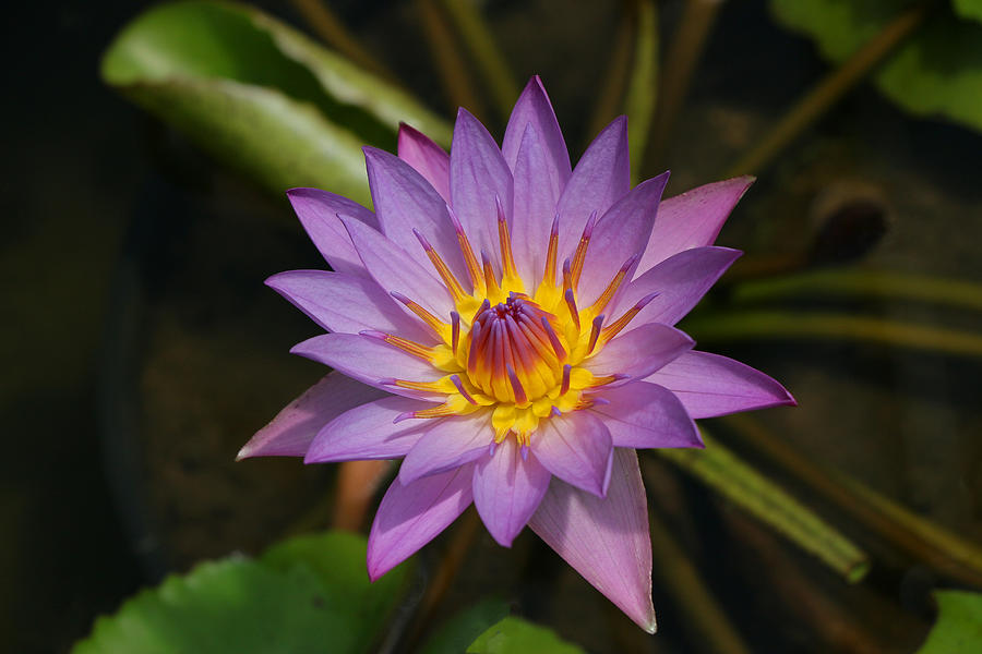 Water Lily 10 Photograph by Allen Beatty