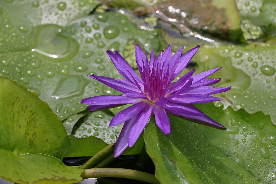 Water Lily 15 #2 Photograph by Allen Beatty