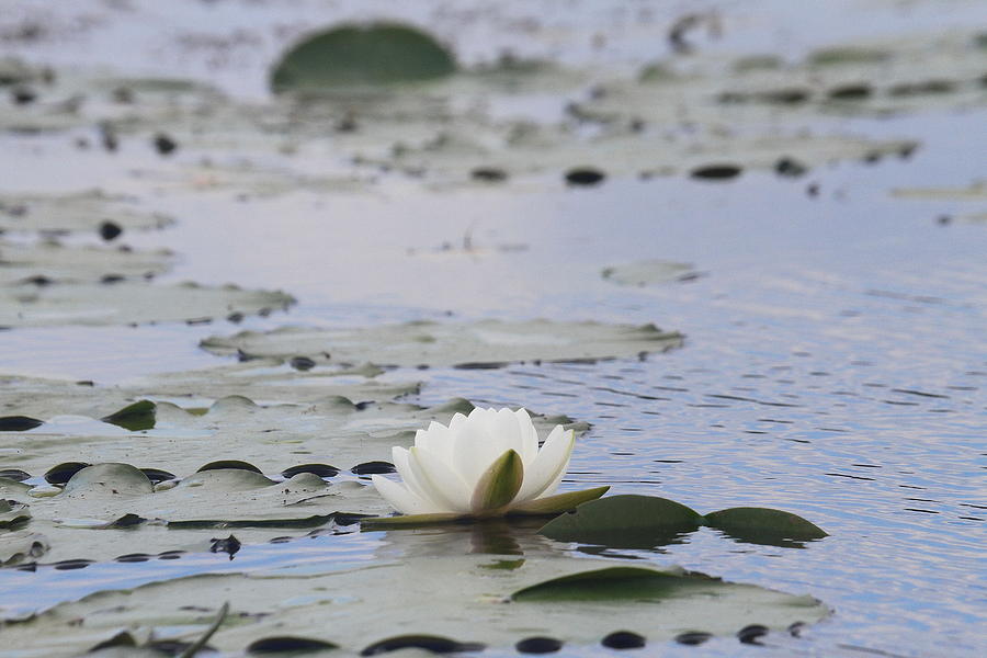 Spring Photograph - Water Lily 2 by Cathy Lindsey