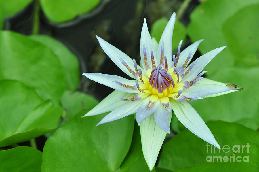 Water Lily  3 Photograph by Allen Beatty