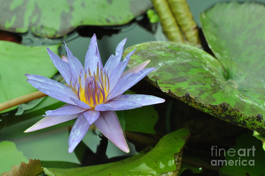 Water Lily  5 Photograph by Allen Beatty