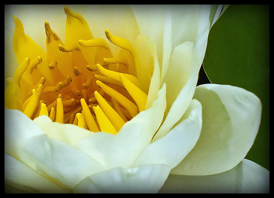 Lily Photograph - Water Lily #2 by Farol Tomson