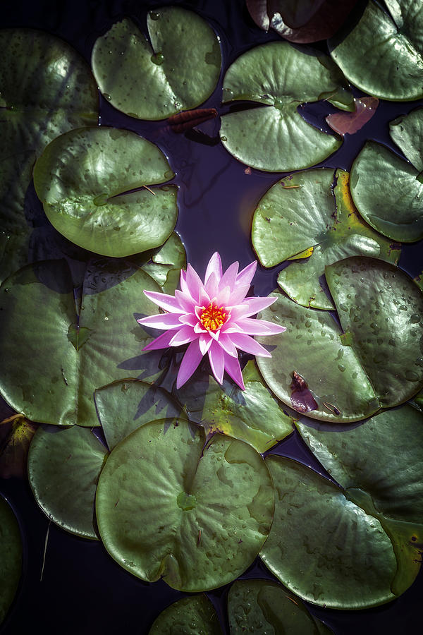 Lily Photograph - Water Lily #2 by Joana Kruse