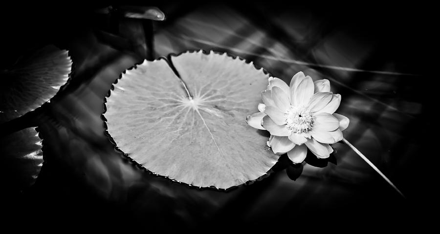 Water Lily #2 Photograph by Mark Llewellyn