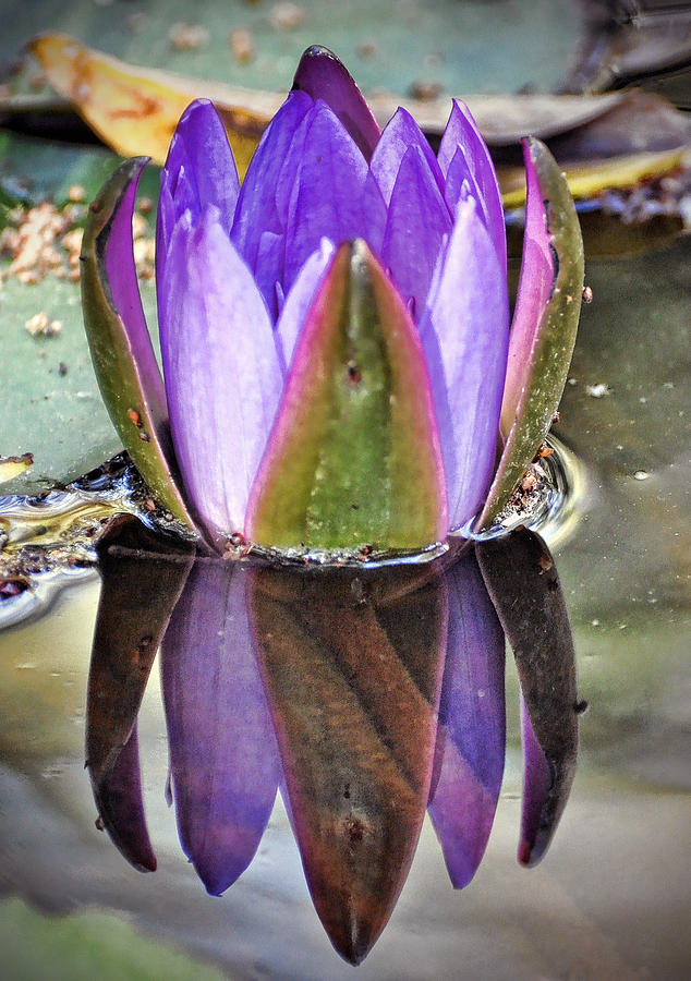 Water Lily #3 Photograph by Savannah Gibbs