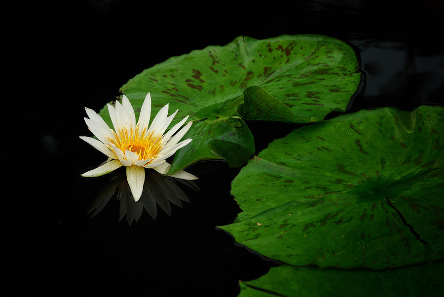 Water lily #2 Photograph by Songquan Deng