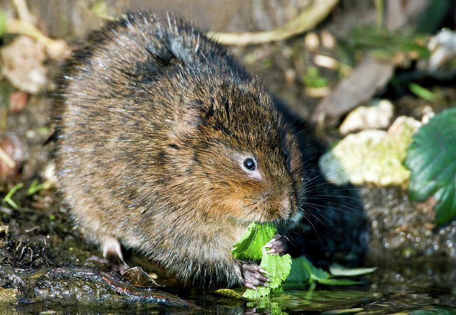 Spring Photograph - Water Vole #2 by John Devries/science Photo Library