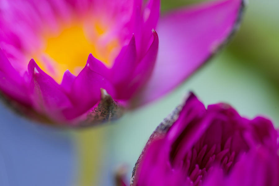 Nature Photograph - Waterlily Dream by Priya Ghose