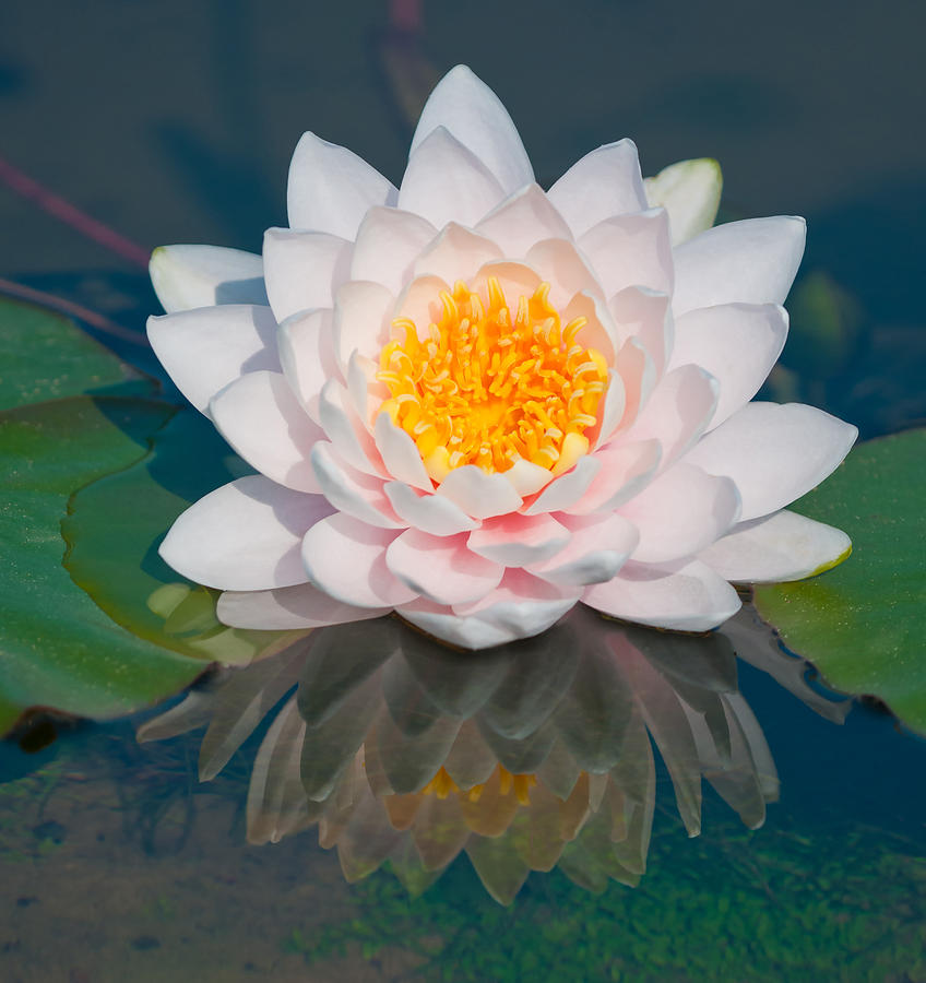 Waterlily Flower #2 Photograph by Michael Lustbader