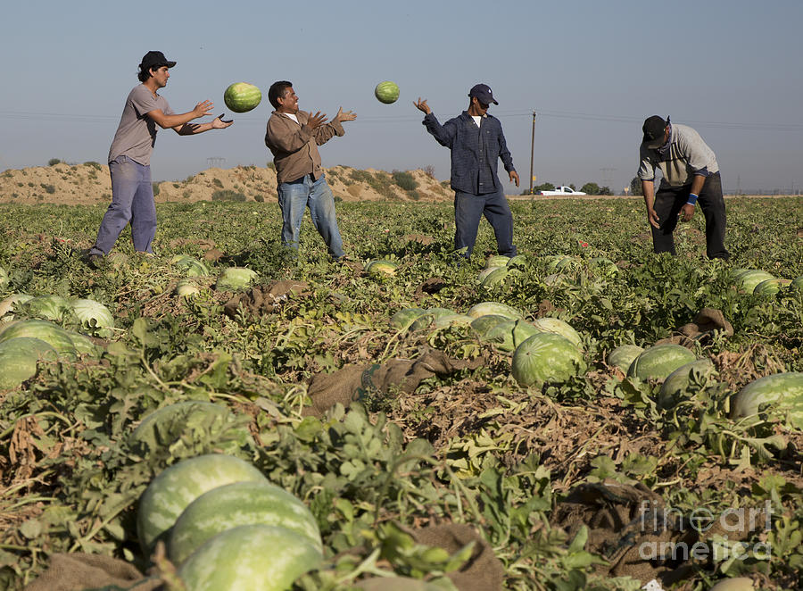 Watermelon Harvest Photograph by Jim West