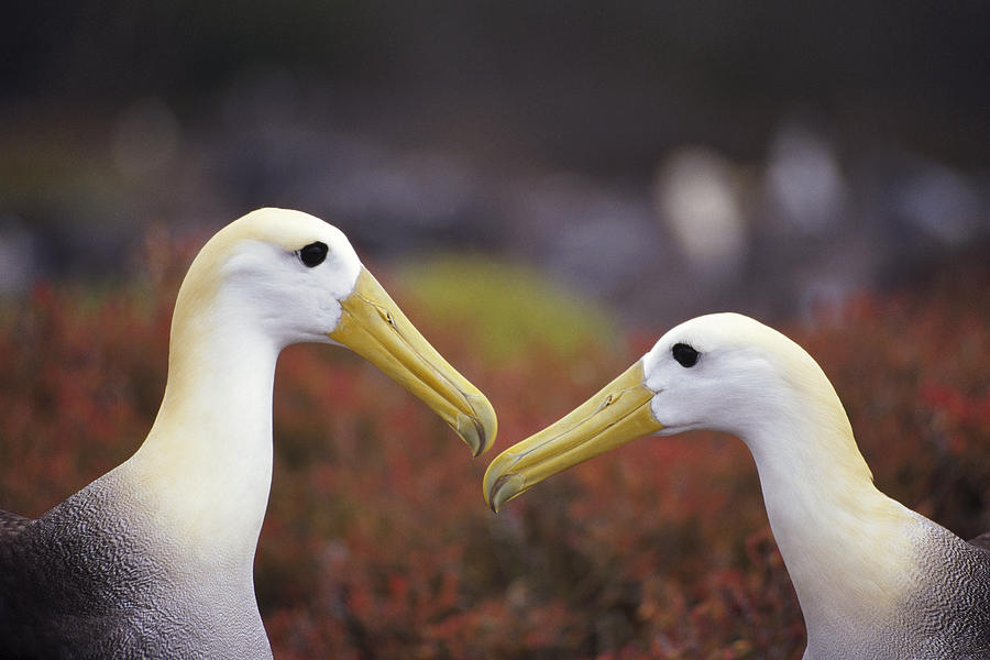 Waved Albatross Courtship Display #2 Photograph by Tui De Roy