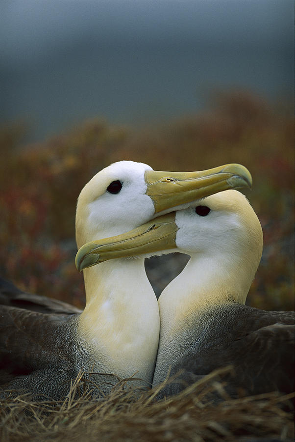 Waved Albatross Pair Bonding Galapagos Photograph by Tui De Roy