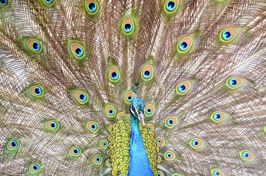 Peacock Photograph by Crystal Wightman