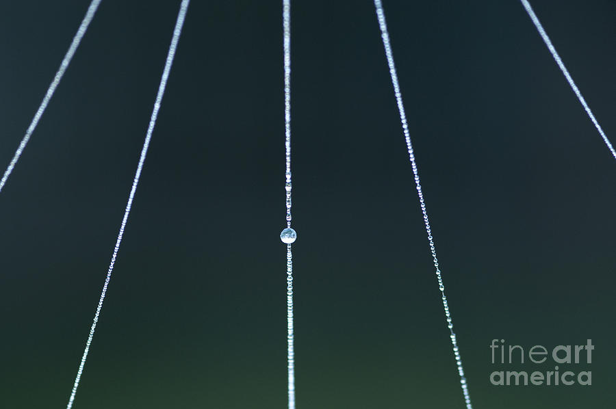 Web With Frost Photograph