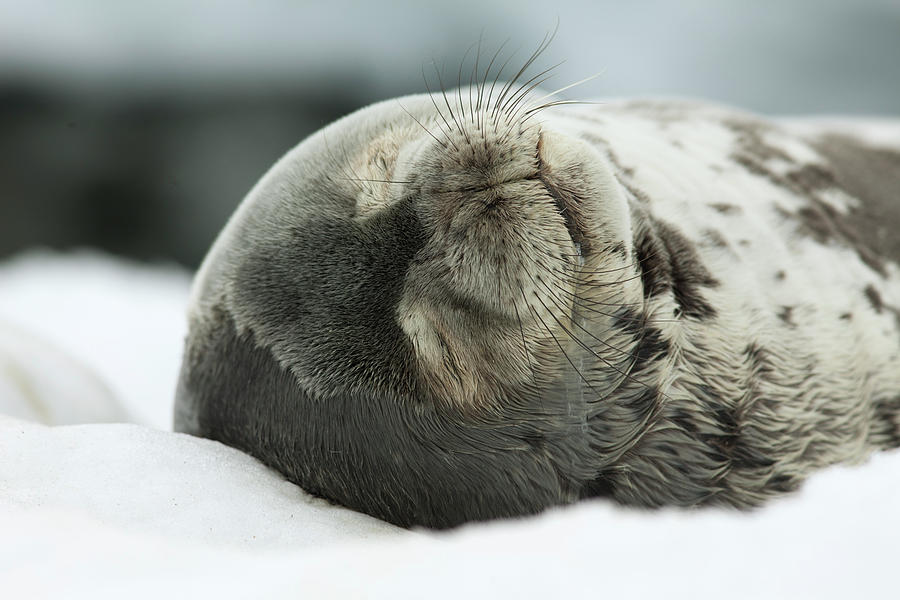 Weddell Seal Leptonychotes Weddellii Photograph By Kelvin Aitken - Fine ...