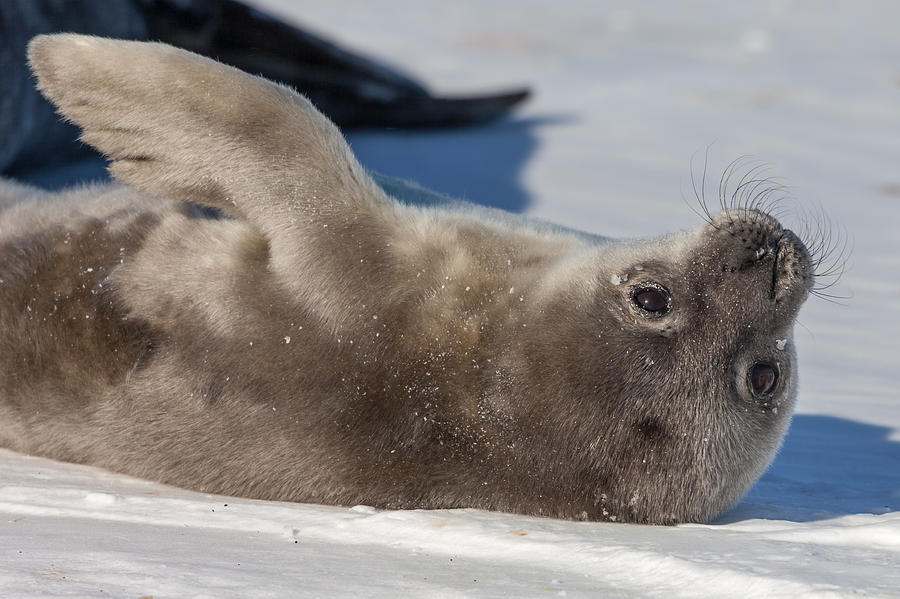 Weddell Seal Pup Photograph By Ben Adkison Fine Art America   2 Weddell Seal Pup Ben Adkison 