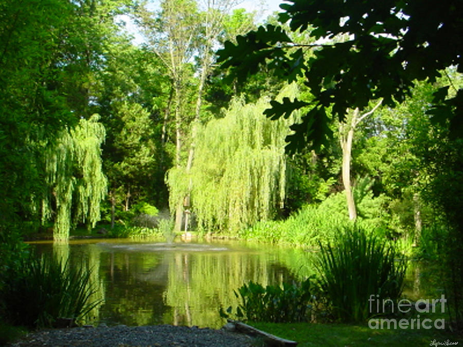 Tree Photograph - Weeping Willow Pond by Lyric Lucas