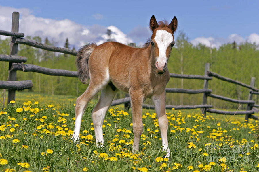 Welsh Mountain Pony Colt #3 Photograph by Rolf Kopfle
