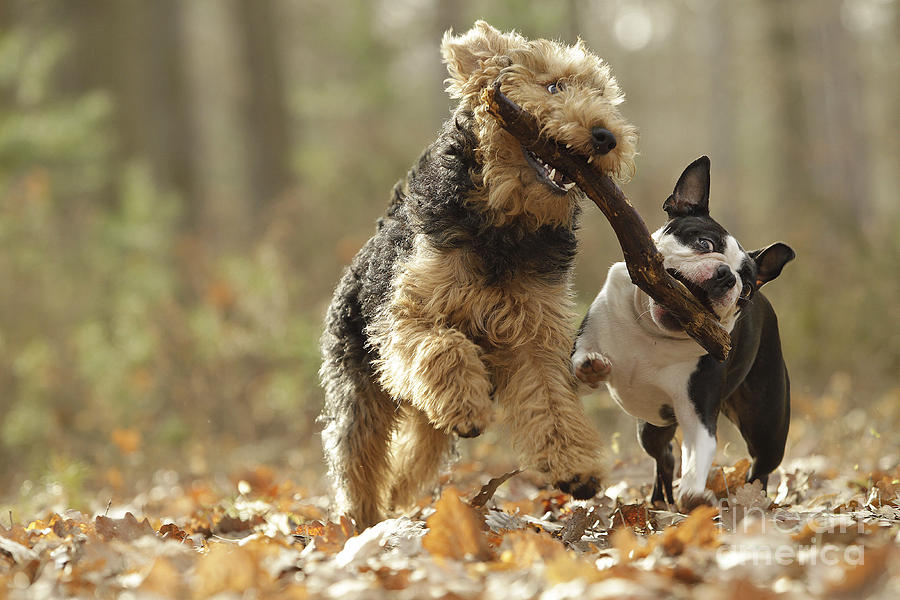 Welsh Terrier and Boston Terrier Photograph by Jean-Michel Labat