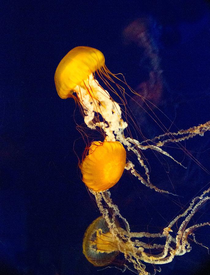 West Coast Sea Nettle 1 Photograph by Douglas Barnett - Fine Art America